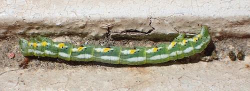 Réf. 304 782 : Chiasmia aestimaria